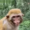 Стикер 13 Monkeys