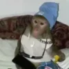 Стикер 55 Monkeys