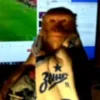 Стикер 58 Monkeys
