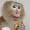 Стикер 19 Monkeys