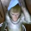 Стикер 49 Monkeys