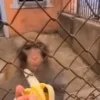 Стикер 56 Monkeys