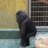 Стикер 2 Monkeys