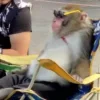 Стикер 32 Monkeys