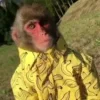 Стикер 14 Monkeys