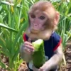 Стикер 20 Monkeys