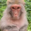 Стикер 46 Monkeys