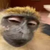 Стикер 37 Monkeys