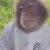 Стикер 21 Monkeys