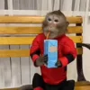 Стикер 16 Monkeys