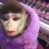 Стикер 5 Monkeys