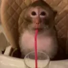 Стикер 6 Monkeys