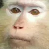 Стикер 51 Monkeys