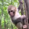 Стикер 54 Monkeys