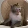 Стикер 45 Monkeys