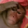 Обложка набора Monkeys