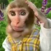 Стикер 15 Monkeys
