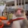 Стикер 61 Monkeys