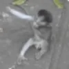 Стикер 9 Monkeys