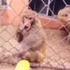Стикер 52 Monkeys
