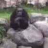 Стикер 33 Monkeys