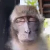Стикер 31 Monkeys