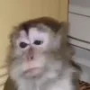 Стикер 50 Monkeys