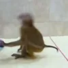 Стикер 57 Monkeys