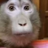 Стикер 18 Monkeys