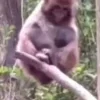 Стикер 38 Monkeys