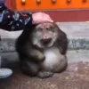 Стикер 17 Monkeys