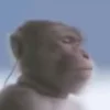 Стикер 24 Monkeys
