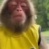 Стикер 7 Monkeys