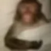 Стикер 39 Monkeys