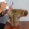 Стикер 12 Monkeys