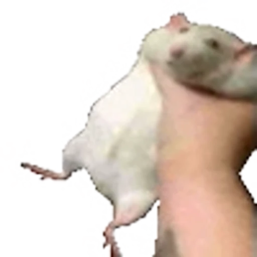 🐁 Эмодзи «emojipremium 2k 16» для Telegram