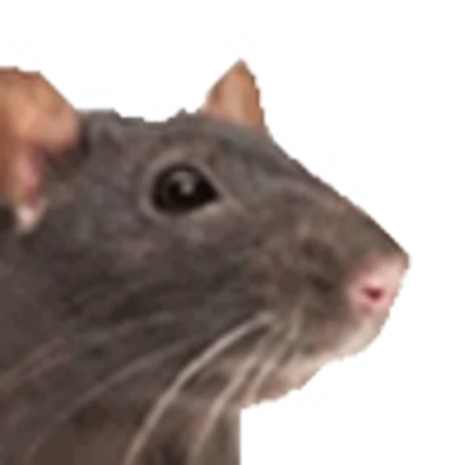 🐀 Эмодзи «emojipremiumbredf» для Telegram