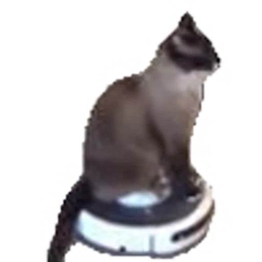 🐈‍⬛ Эмодзи «emojipremiumbredf» для Telegram