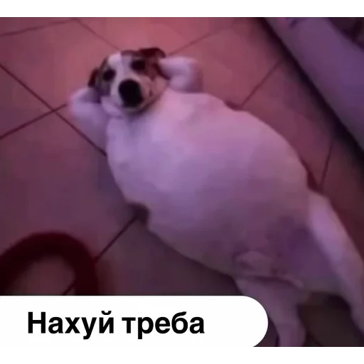 🙂 Стикер «вместо тысячи слов» для Telegram