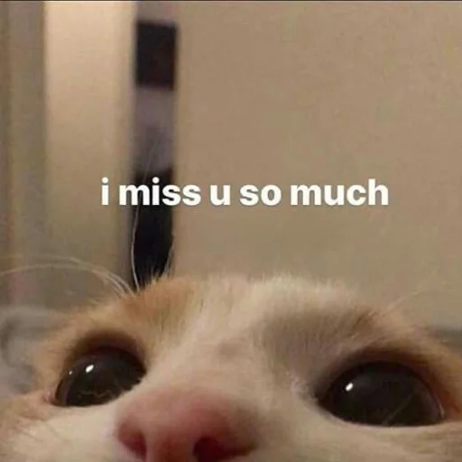🥺 Стикер «вместо тысячи слов» для Telegram