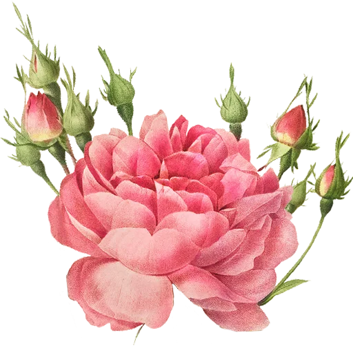 🌹 Стикер «Enchanted garden» для Telegram