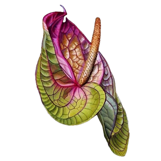 🌵 Стикер «Enchanted garden» для Telegram
