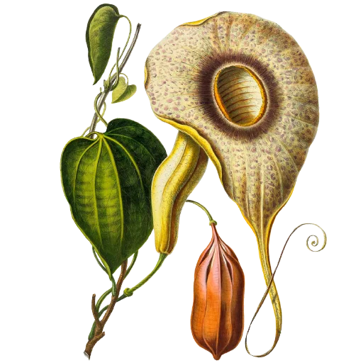 🥔 Стикер «Enchanted garden» для Telegram
