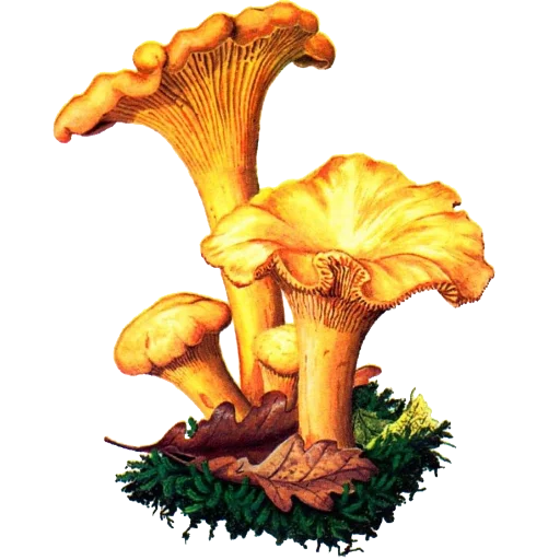 🍄‍🟫 Стикер «Enchanted garden» для Telegram