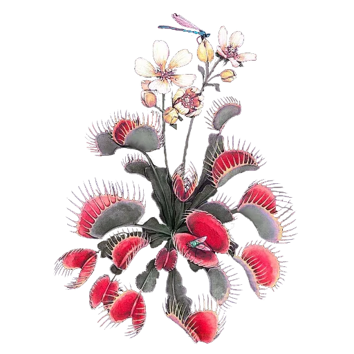 🪰 Стикер «Enchanted garden» для Telegram