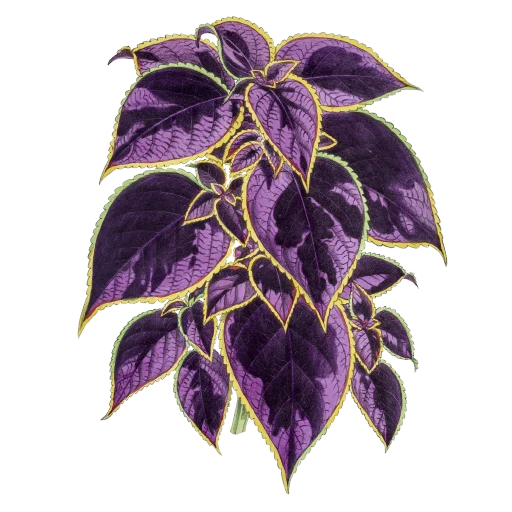 🌴 Стикер «Enchanted garden» для Telegram