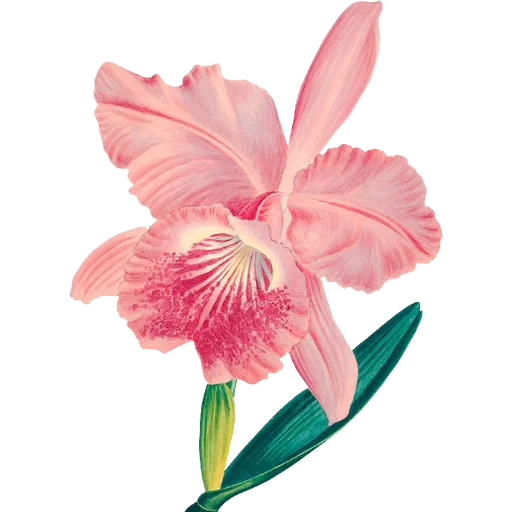 💐 Стикер «Enchanted garden» для Telegram