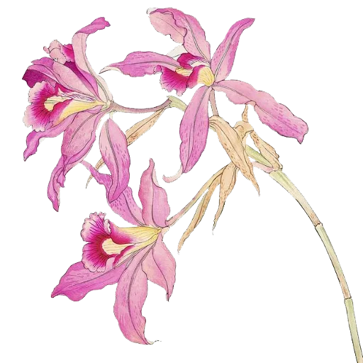 🌸 Стикер «Enchanted garden» для Telegram