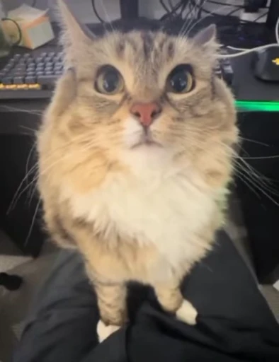 🐈 Стикер «Engine is running» для Telegram