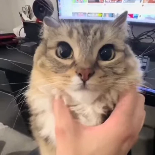 🥺 Стикер «Engine is running» для Telegram